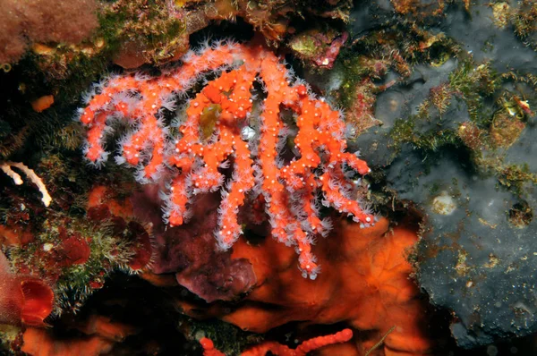 Kıymetli Mercanlar Akdeniz Mağaralarda Sarkıkların Altında Bulunur Daha Derinlerde Ise — Stok fotoğraf