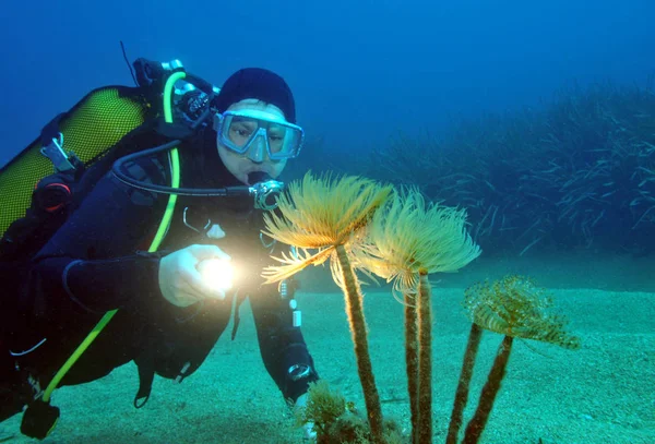 Diver Sabella Spallanzanii — Stock Photo, Image