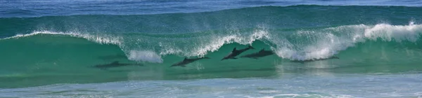 Ondate Acqua Delfini — Foto Stock
