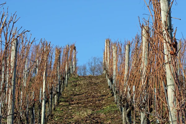 Виноградники Плантации Сельское Хозяйство — стоковое фото