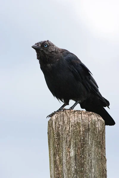 Jackdaw Sitting Picket — стоковое фото