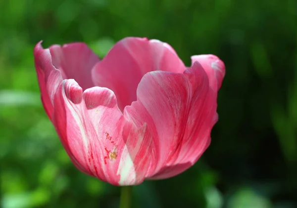 Tulipes Fleurs Pétales Flore Printanière — Photo