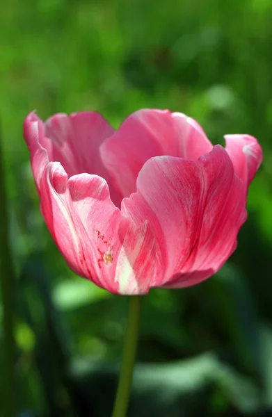 Tulpen Blühen Blütenblätter Frühlingsflora — Stockfoto