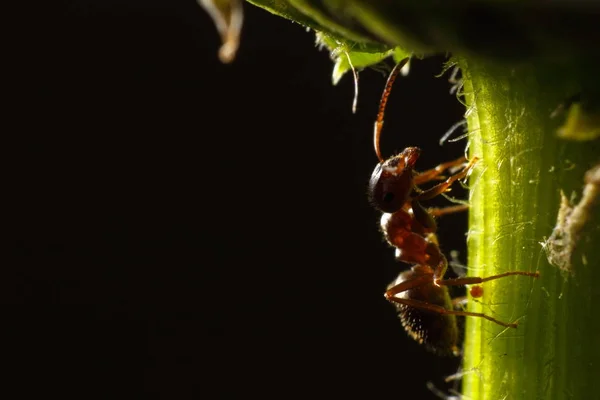 Mrówka Łodydze Stokrotki — Zdjęcie stockowe