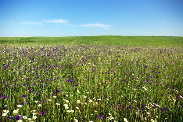 Texture Del Campo Alentejo — Foto Stock