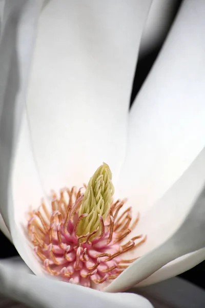 Magnolia Pétalos Flores Flora Primavera — Foto de Stock