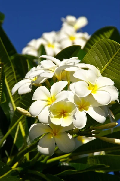 Белый Plumeria Цветы Саду — стоковое фото