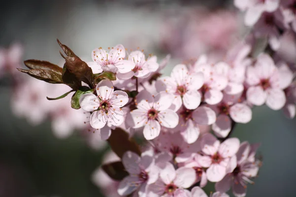 Schöne Blumen Blumiges Konzept Hintergrund — Stockfoto