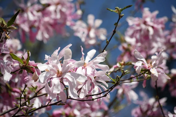 Magnolia Flor Flores Florecen —  Fotos de Stock