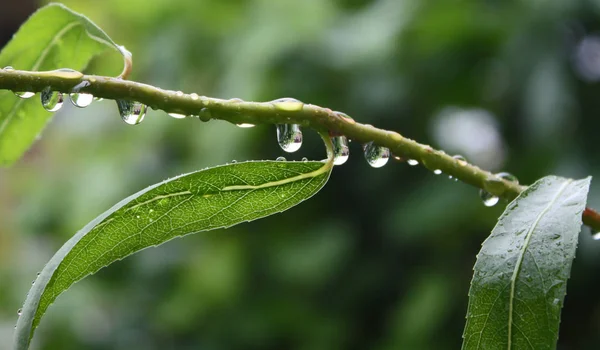 Bel Colpo Botanico Carta Parati Naturale — Foto Stock