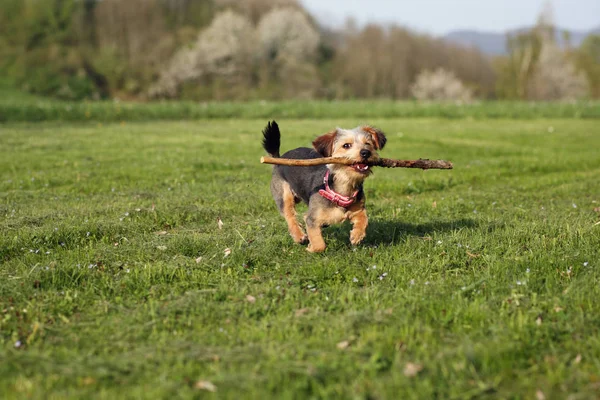 Süßer Kleiner Yorkshire Terrier Hund — Stockfoto