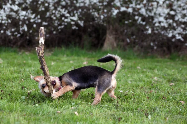 Lindo Perro Terrier Poco Yorkshire — Foto de Stock