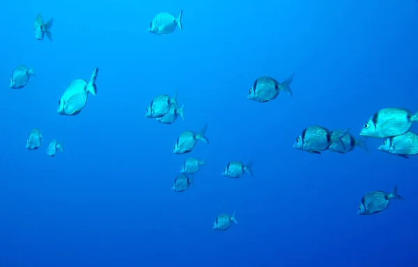 Szenischer Blick Auf Die Unterwasserwelt — Stockfoto