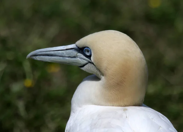 Vacker Utsikt Över Gannet Fågel Naturen — Stockfoto