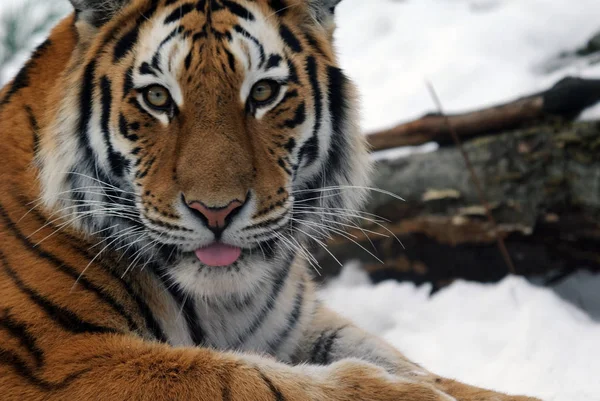 Kraftfull Rovdjur Vildkatt Randig Tiger Djur — Stockfoto