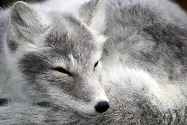 White Cute Fluffy Arctic Fox — стоковое фото