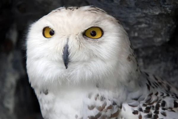 Snowy Owls White Bird Feathers — Stock Photo, Image