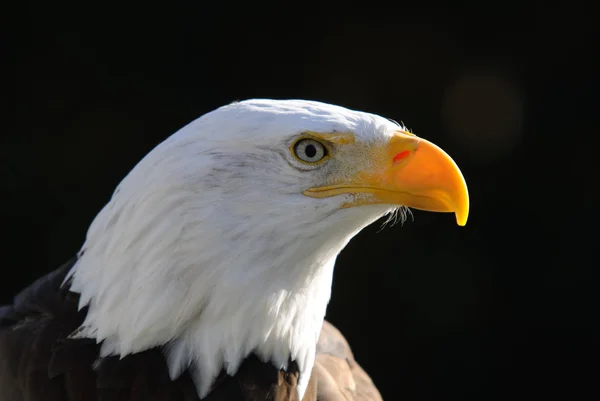 Γραφική Θέα Μεγαλοπρεπή Φαλακρός Αετός Στην Άγρια Φύση — Φωτογραφία Αρχείου