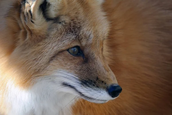 Vörös Róka Állat Természet Fauna — Stock Fotó