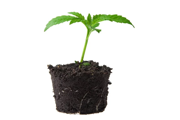 Young Sprout Top Soil — Stock Photo, Image
