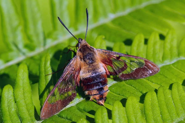 Närbild Insekter Vild Natur — Stockfoto