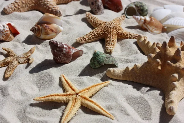 Starfish Shells Snails — Stock Photo, Image