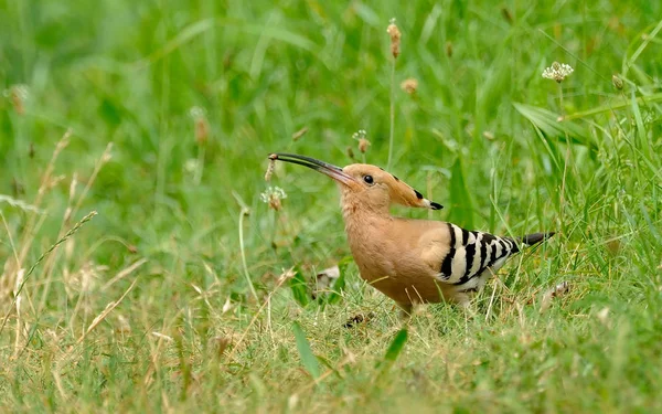 Pittoresker Vogel Themenschuss — Stockfoto