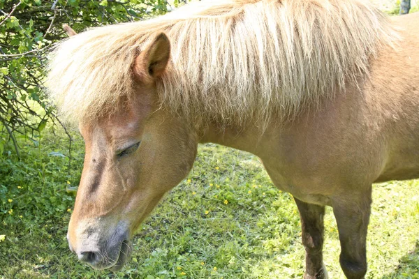 Husdjur Gårdens Betesmark — Stockfoto