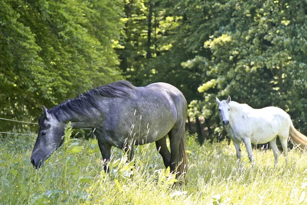 Paarden Overdag Buiten — Stockfoto