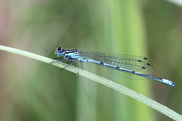 Vista Macro Primer Plano Del Insecto Libélula — Foto de Stock