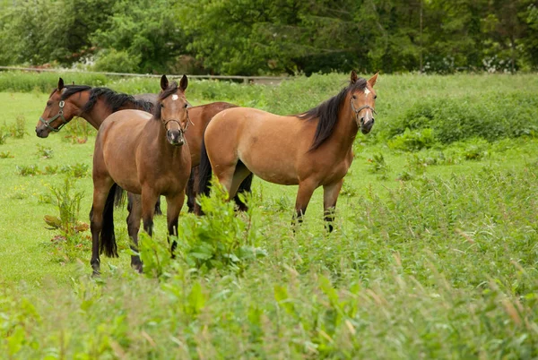 Chevaux Extérieur Jour — Photo