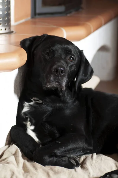 床に寝そべっている黒い犬 — ストック写真