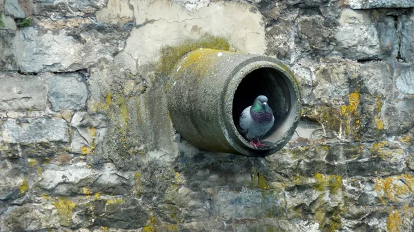 Pittoresker Vogel Themenschuss — Stockfoto