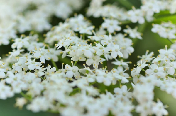白色接骨木花 植物植物 — 图库照片