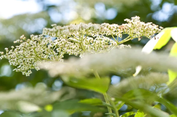 Vacker Botanisk Skott Naturliga Tapeter — Stockfoto