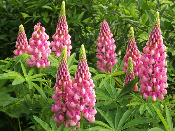 Lupin Fleurs Flore Des Prairies — Photo