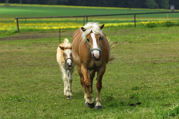 Haflinger Koně Klisny Hříbata Louce — Stock fotografie