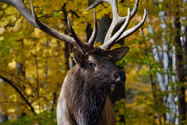 Natur Fauna Djurliv Djurfoto — Stockfoto