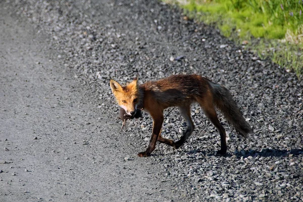 Renard Roux Animal Faune Naturelle — Photo