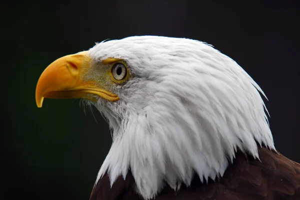 Scenic View Majestic Bald Eagle Wild Nature — Stock Photo, Image