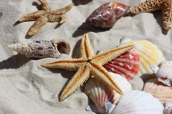 Hvězdice Pláži Severním Moři — Stock fotografie