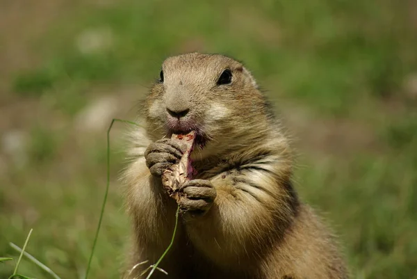 Una Linda Ardilla Hierba — Foto de Stock