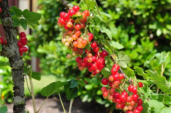 Red Currant Bush — Stock Photo, Image
