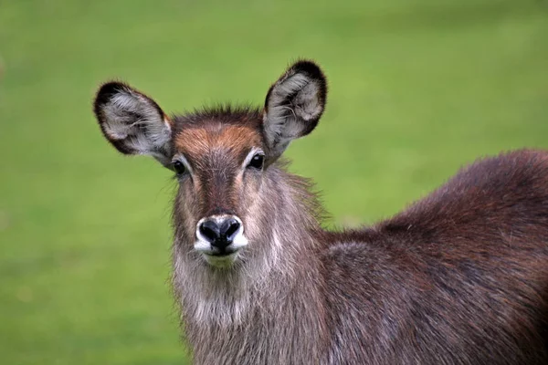 Waterbuck Grande Antilope Animale Fauna Naturale — Foto Stock