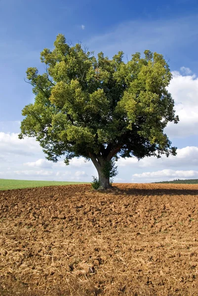 Samotne Drzewo Polu — Zdjęcie stockowe