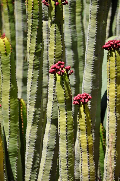 Hermoso Plano Botánico Fondo Pantalla Natural — Foto de Stock