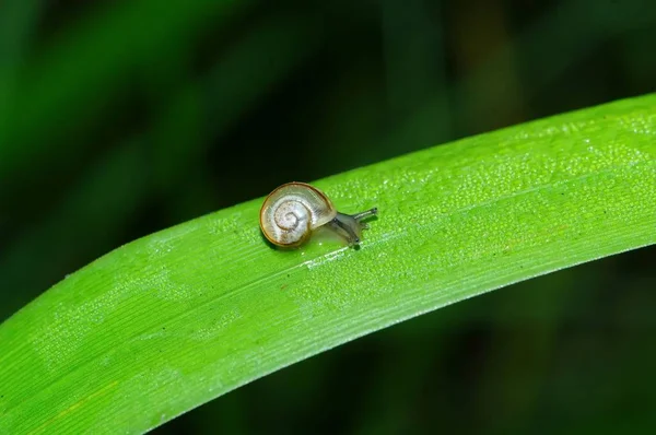 달팽이 끈적끈적 — 스톡 사진