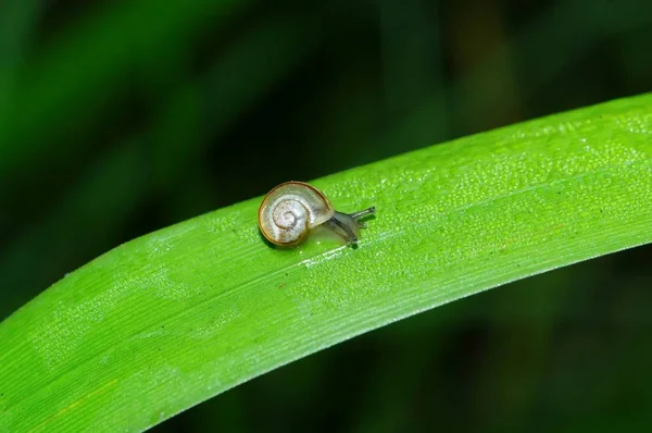 Langsame Schnecke Schleimiges Tier — Stockfoto