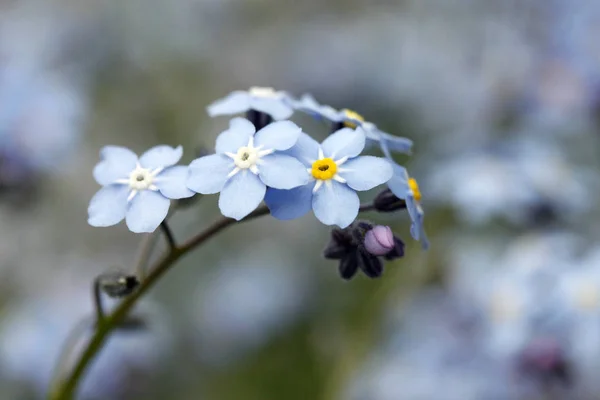 Blommor Trädgården — Stockfoto