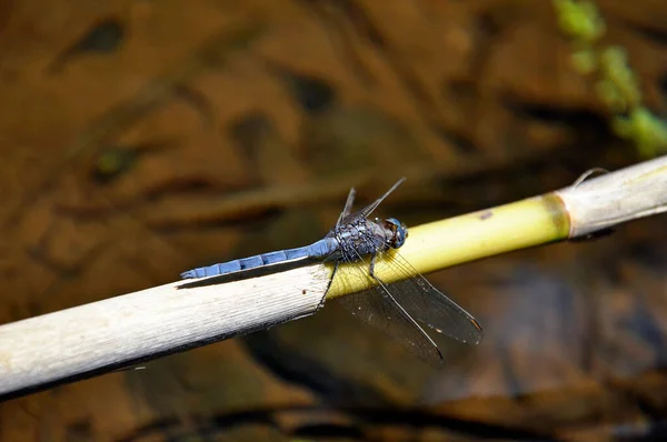 Closeup Macro View Dragonfly Insect — Stock Photo, Image